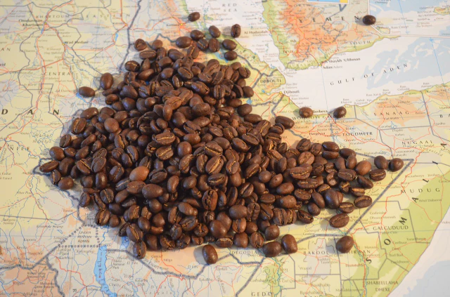 커피 수확 가공 과정