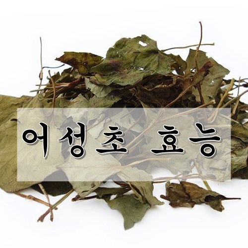  어성초 효능