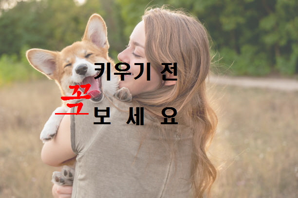  노다지네 잡학다식