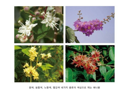 퀸즈헤나 이미지