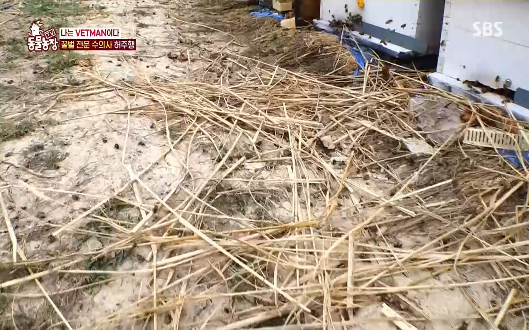 TV 동물농장.E1072.220605p.H264-F1RST.mp4_20220605_181442.729.jpg