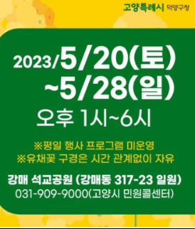유채꽃축제