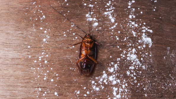 살충제로 죽은 바퀴벌레