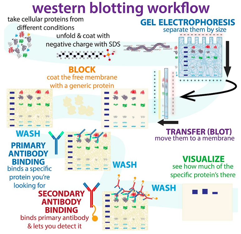 Western blot 과정