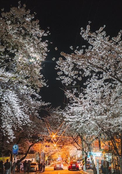 통영-봉수골-벚꽃길