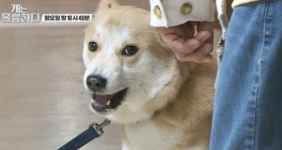  [토렌트] 220516 개는 훌륭하다 126회 다시보기