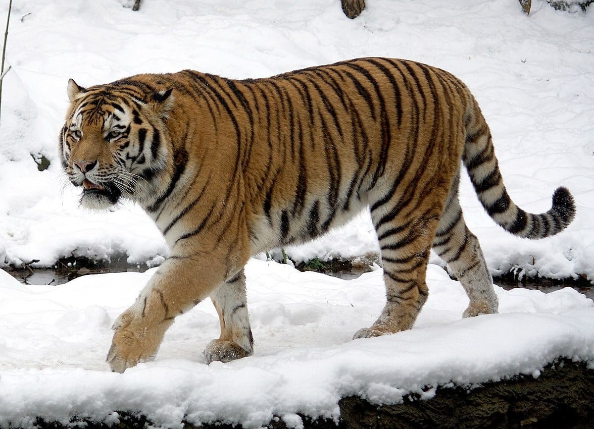 시베리아 호랑이 (Siberian Tiger)