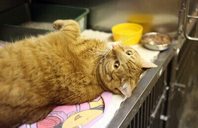 동물병원 철재로 된 입원실 안에서 누워서 쉬고 있는 고양이 한마리