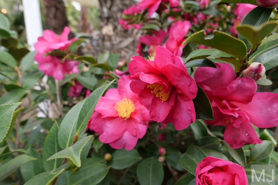 어린왕자 체험 in 감귤밭 카페 54