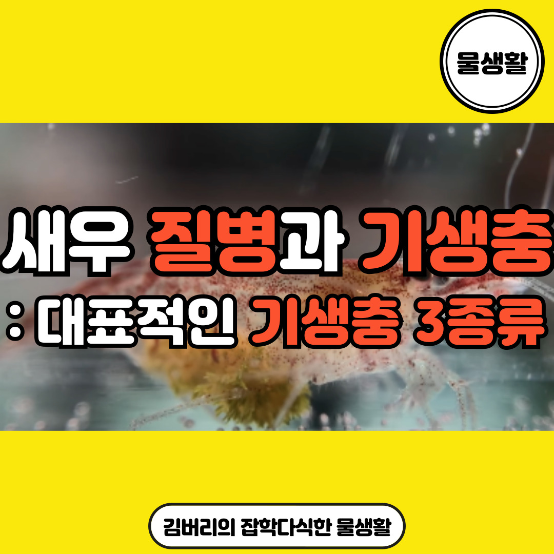  체리새우 등 관상용 새우에게 발생하는 대표적인 기생충(질병) 3가지