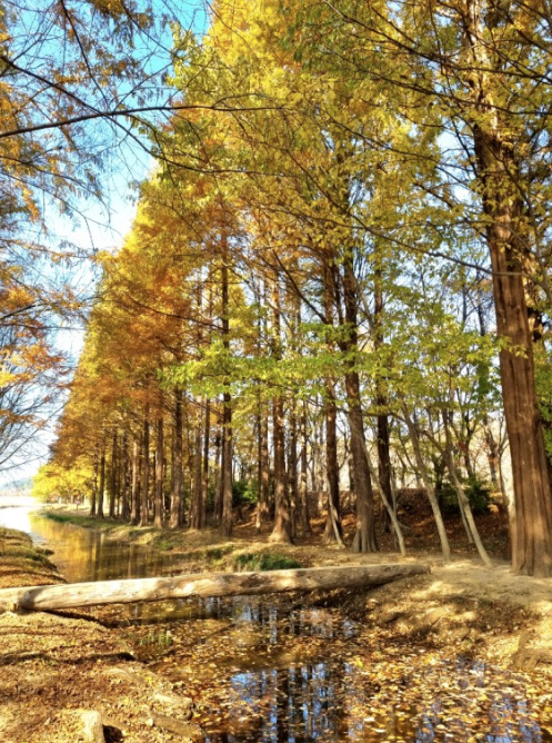 경주 천년숲정원1