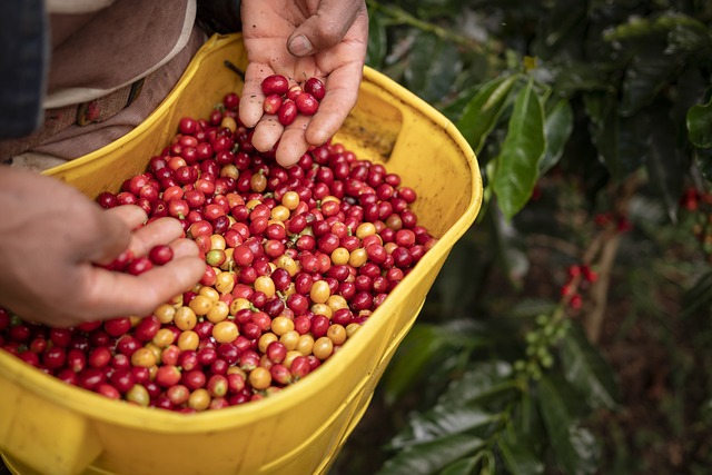 콜롬비아 커피 농장에 농부