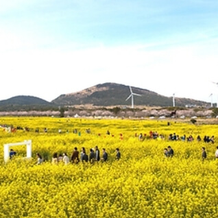 서귀포 유채꽃 축제