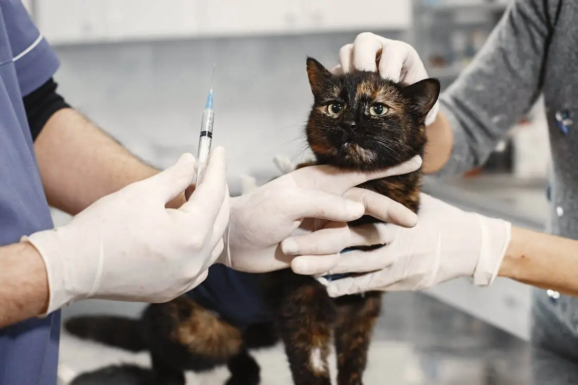 고양이-예방접종