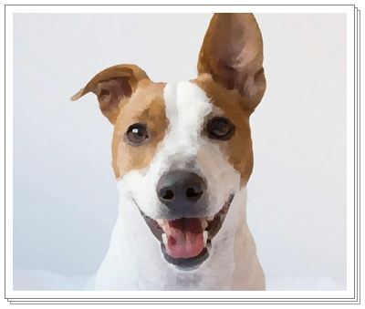  잭러셀테리어(Jack russell terrier) 품종 및 분양가격은?