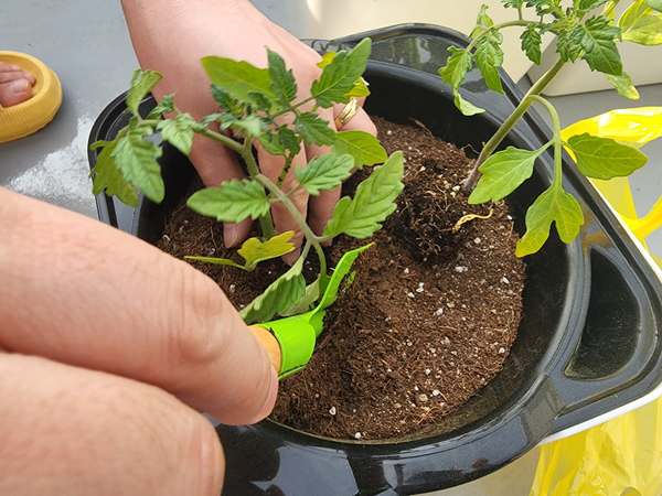 테라스 텃밭 집에서 방울토마토를 기르다 24