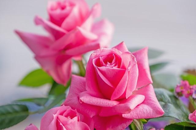 분홍색 장미 꽃다발