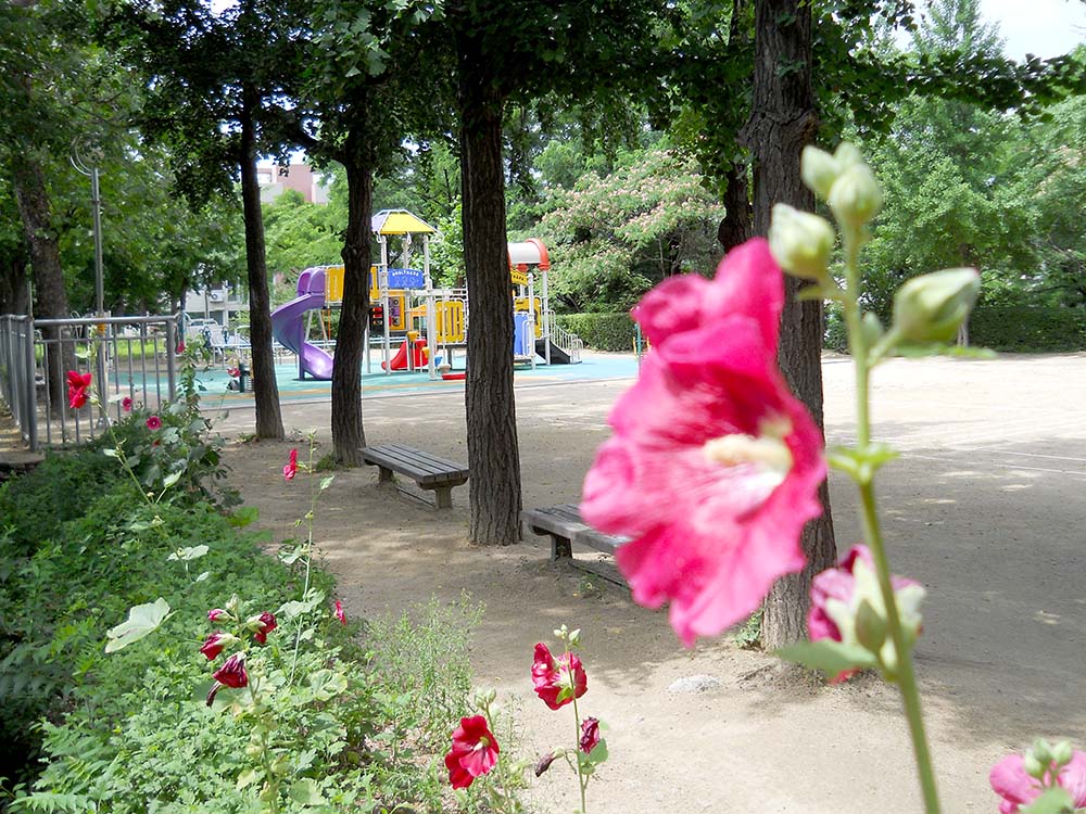 고은산 접시꽃(Hollyhock)