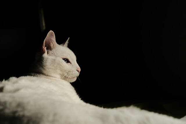 고양이 나이 계산법