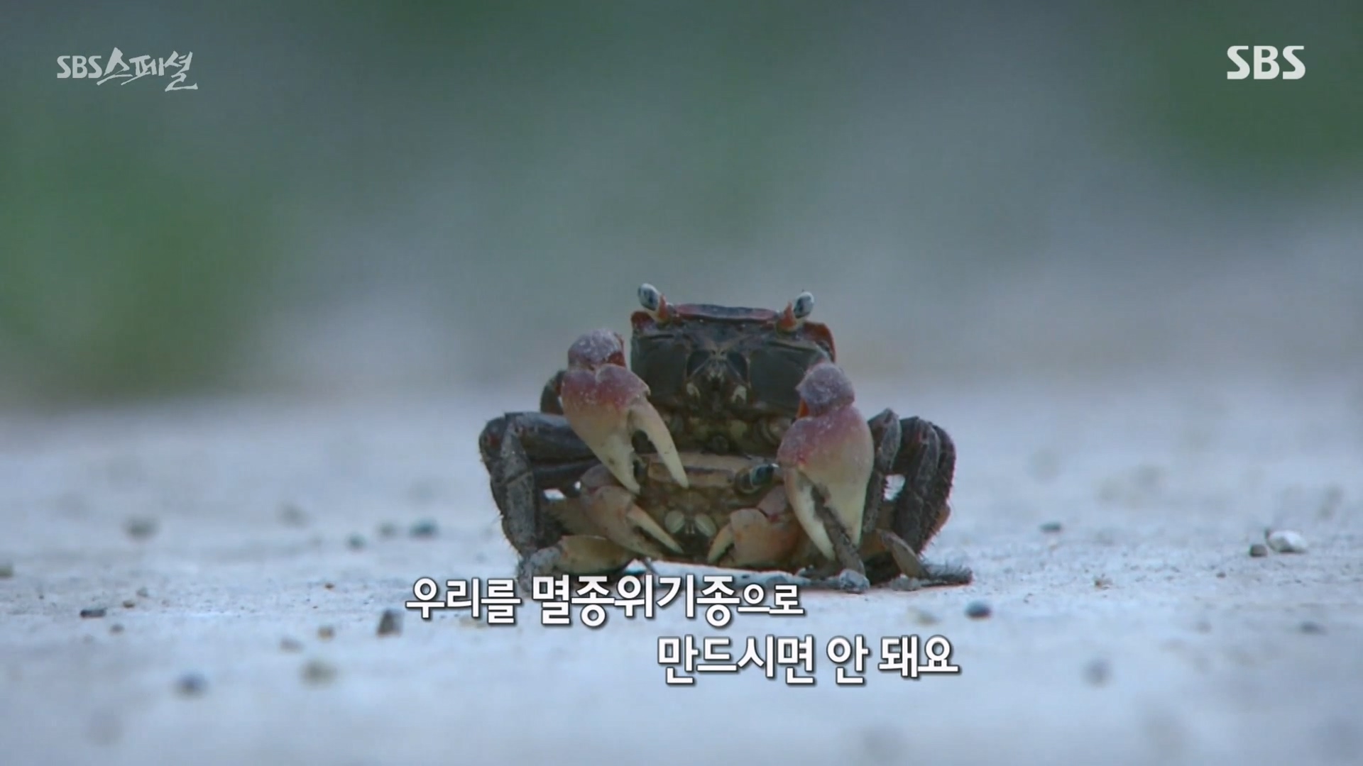일요특선 다큐멘터리.E344.240310p-NEXT.mp4_20240310_160043.571.jpg