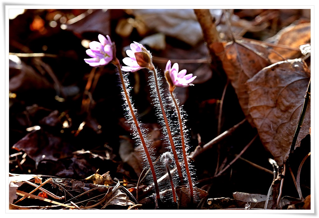 대암산, 용지봉 21