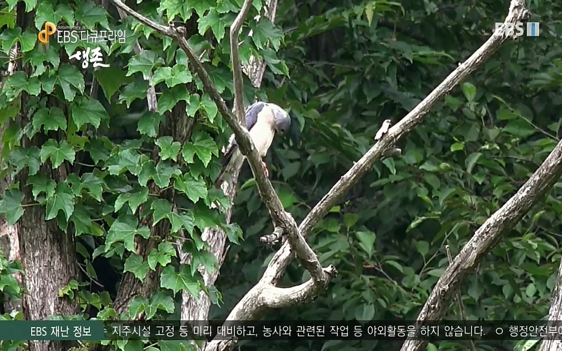 생존 3부_ EBS 다큐프라임_ 220629.avi_20220701_210430.797.jpg