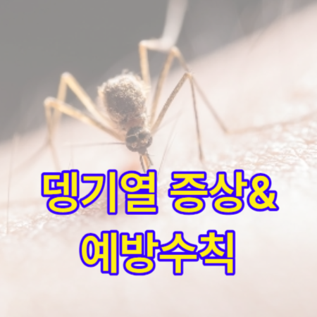 뎅기열-증상