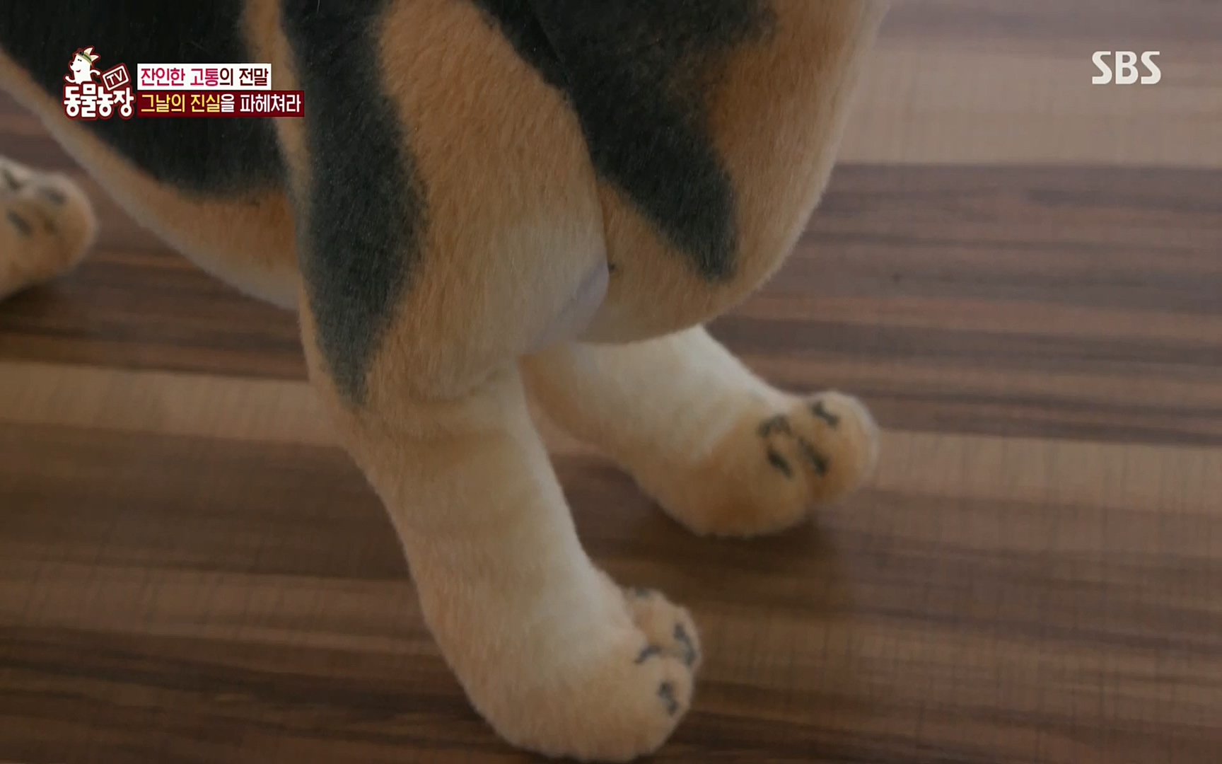 TV 동물농장.E1077.220710p.H264-F1RST.mp4_20220710_175439.964.jpg