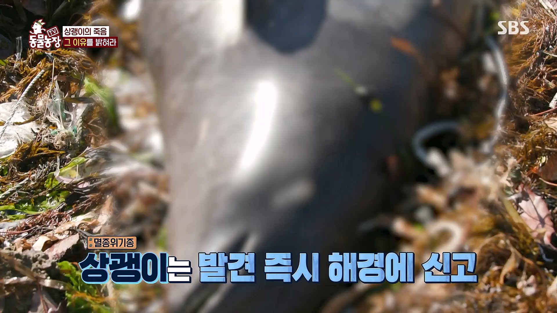 TV 동물농장.E1111.230312p.H264-F1RST.mp4_20230312_180005.554.jpg