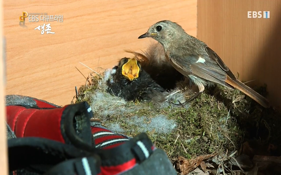 생존 3부_ EBS 다큐프라임_ 220629.avi_20220701_205036.629.jpg
