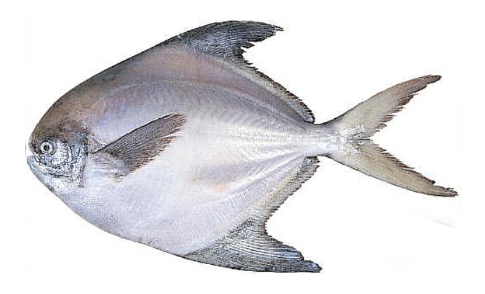 img.jpg