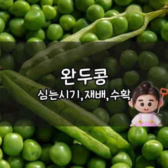 완두콩 수확시기 파종시기 삶는 법 재배법_3