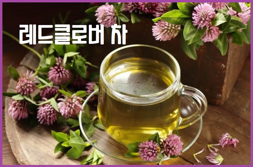 레드클로버 차