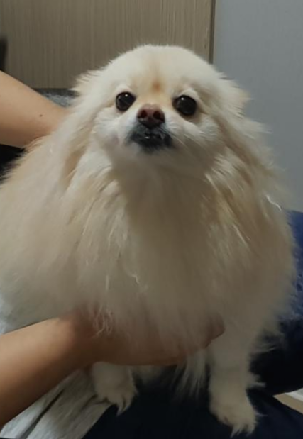  토비얘기를 해보고싶다