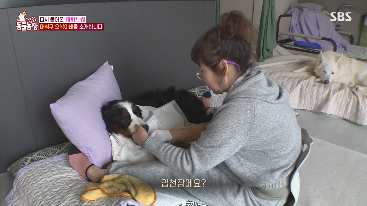 TV 동물농장.E1147.231127p-NEXT.mp4_20231126_170353.372.jpg