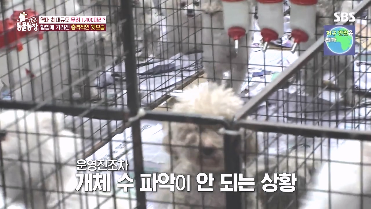 TV 동물농장.E1142.231023p-NEXT.mp4_20231022_172205.158.jpg