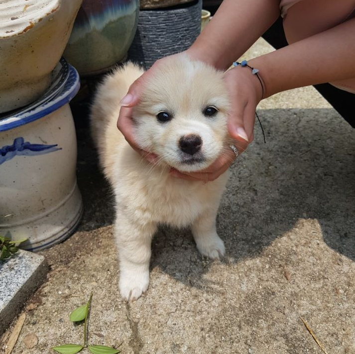  요즘 가장 핫한 견종
