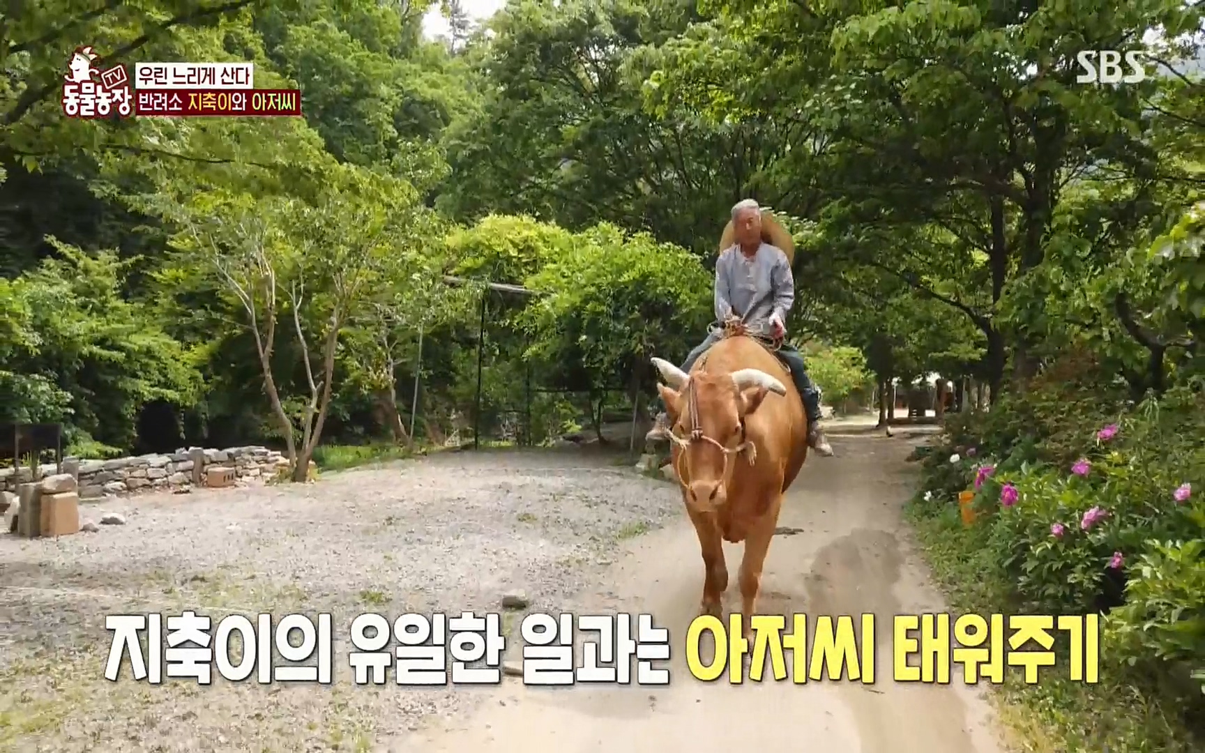 TV 동물농장.E1074.220619p.H264-F1RST.mp4_20220619_181303.927.jpg