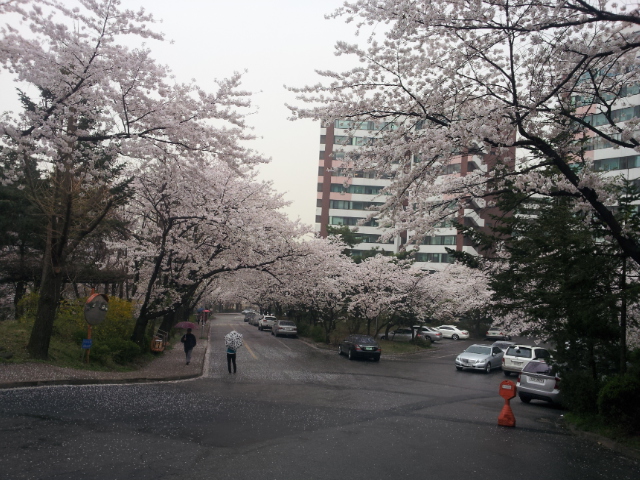 2025년 4월 서울 근교 벚꽃 명소는? 2025년 4월 서울 근교 벚꽃 명소는?