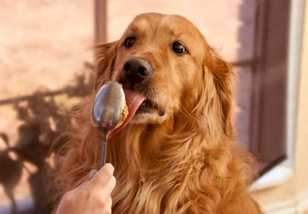 강아지에게 먹이면 안되는 음식 5가지