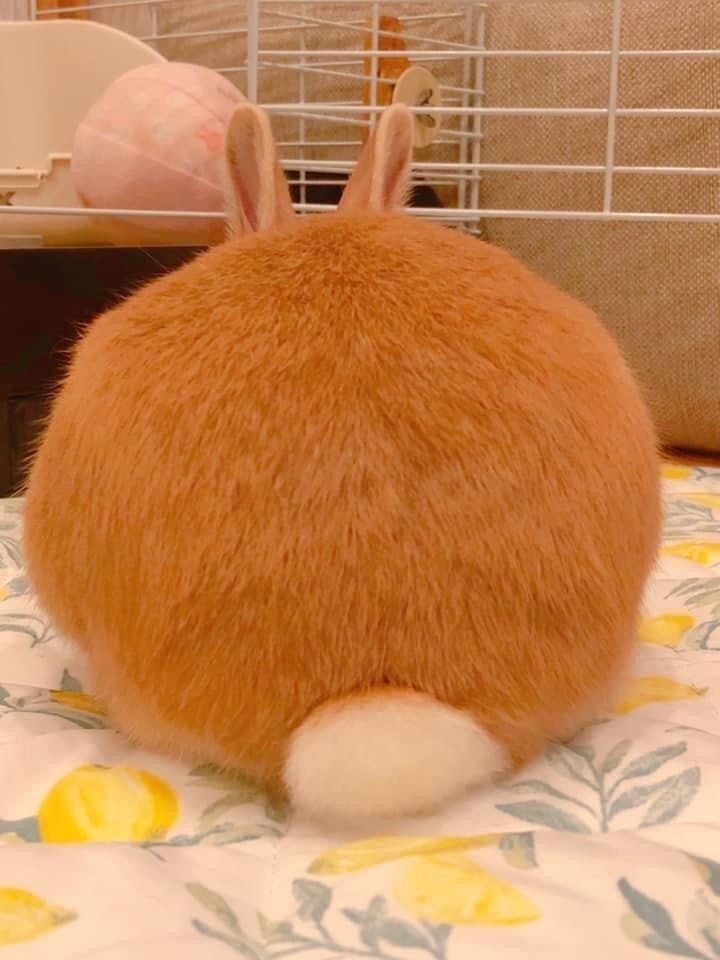  토끼 꼬리는 짧다?