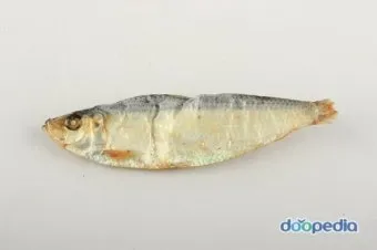 밴댕이 소갈딱지 뜻 사용 방법 용례 예시_8