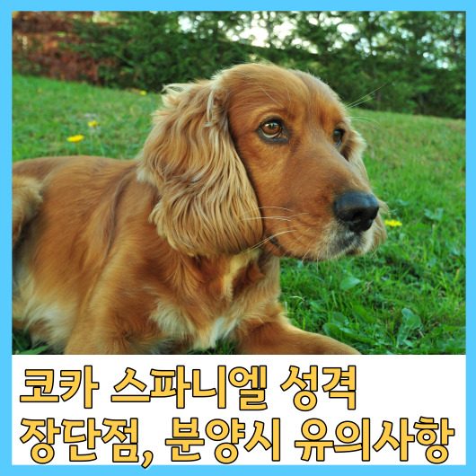  코카 스파니엘 성격, 장단점, 분양시 유의사항