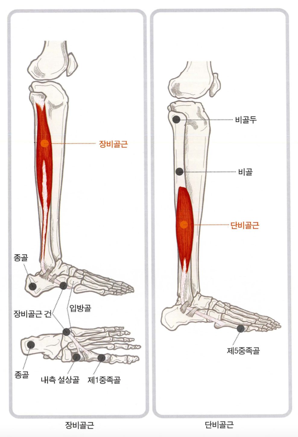 장비골근