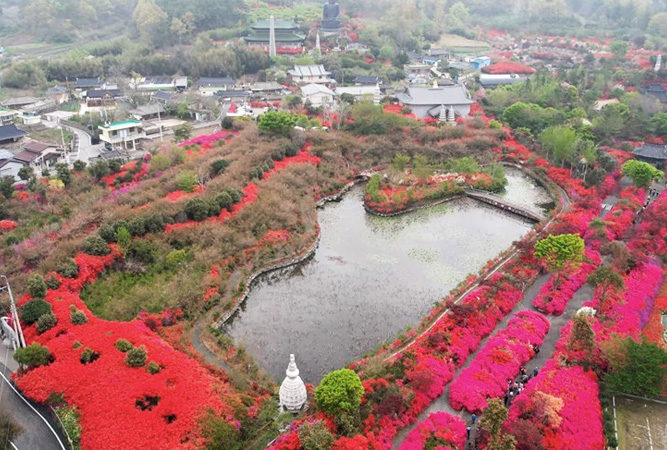 서부해당화축제1