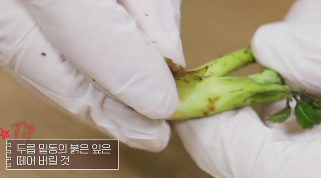 두릅-밑동의-붉은-잎은-떼어-버린다