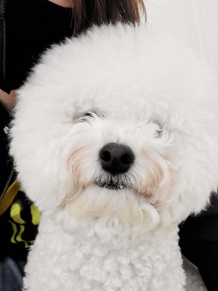  다산 리메이드 반영구 눈썹