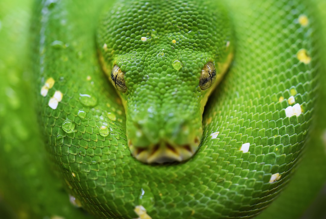 Snake