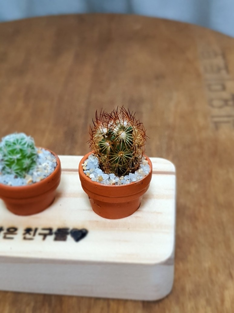 다육이 사이트 반려식물 초미니 18