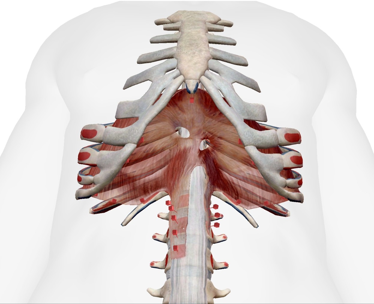 Diaphragm 횡경막